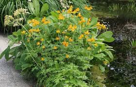 Image result for Trollblume