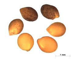 Attēlu rezultāti vaicājumam “Trifolium spadiceum fruit”