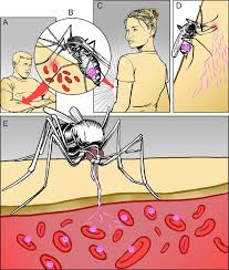 Attēlu rezultāti vaicājumam “undetermined plasmodium”