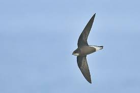 Image result for Hirundapus caudacutus