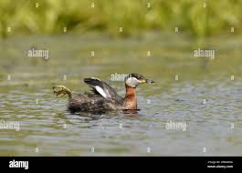 Attēlu rezultāti vaicājumam “Podiceps grisegena adult”