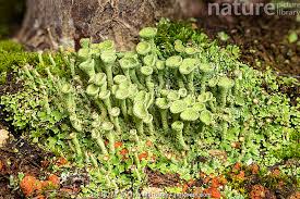 Attēlu rezultāti vaicājumam “Cladonia fimbriata”