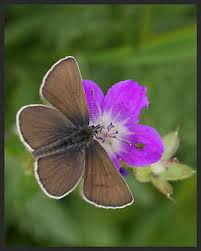 Attēlu rezultāti vaicājumam “Eumedonia eumedon underside”