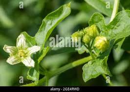 Attēlu rezultāti vaicājumam “Bryonia alba bud”