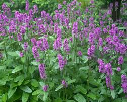 Attēlu rezultāti vaicājumam “Stachys officinalis flower”