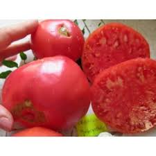 Afbeeldingsresultaat voor crnkovic yugoslavian tomato