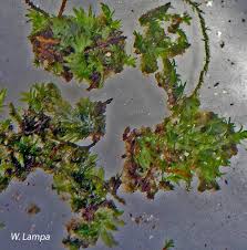 Attēlu rezultāti vaicājumam “Fissidens bryoides”