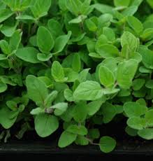 Image result for Origanum majorana