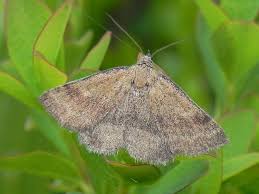 Attēlu rezultāti vaicājumam “Phytometra viridaria”