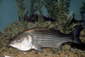 Image result for Morone saxatilis