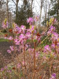 Attēlu rezultāti vaicājumam “Rhododendron canadense”