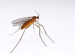 Attēlu rezultāti vaicājumam “Cecidomyiidae”