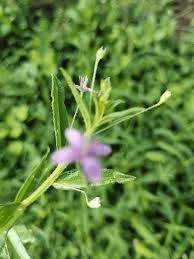 Attēlu rezultāti vaicājumam “Epilobium roseum flower”