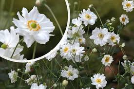 Image result for Anemonenarten