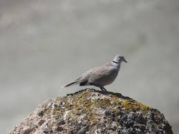 Attēlu rezultāti vaicājumam “Streptopelia decaocto”