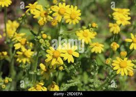 Attēlu rezultāti vaicājumam “Senecio vernalis leaf”