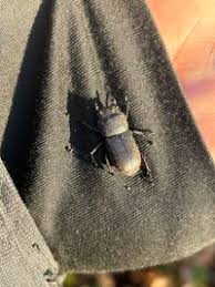 Attēlu rezultāti vaicājumam “Dorcus parallelopipedus”