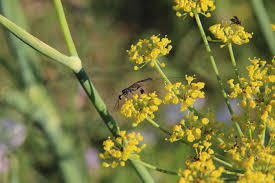 Attēlu rezultāti vaicājumam “Gasteruption jaculator imago”