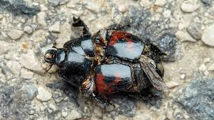 Attēlu rezultāti vaicājumam “Histeridae”