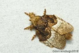 Attēlu rezultāti vaicājumam “Notodontidae”