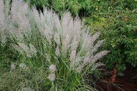 Attēlu rezultāti vaicājumam “Calamagrostis arundinacea leaf”
