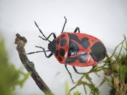 Attēlu rezultāti vaicājumam “Eurydema dominulus”