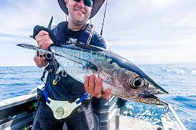 Image result for Thunnus alalunga