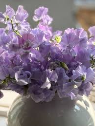 Image result for Lathyrus odoratus