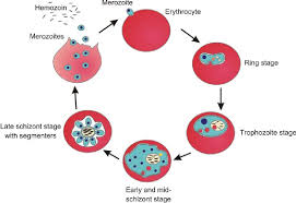 Attēlu rezultāti vaicājumam “Enteridium variabile plasmodium”