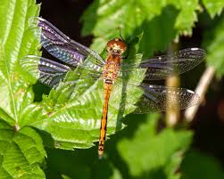 Attēlu rezultāti vaicājumam “Sympetrum danae”