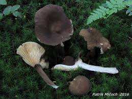 Attēlu rezultāti vaicājumam “Lactarius lygniotus”