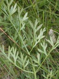 Attēlu rezultāti vaicājumam “Daucus carota subsp. carota leaf”