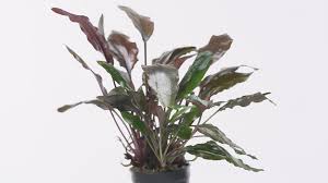 Attēlu rezultāti vaicājumam “Cryptocala chardinyi”