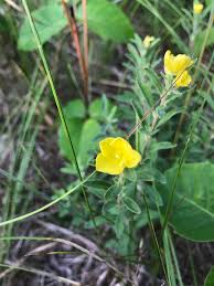 Attēlu rezultāti vaicājumam “Helianthemum x hybridum”