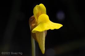 Attēlu rezultāti vaicājumam “Utricularia x neglecta flower”