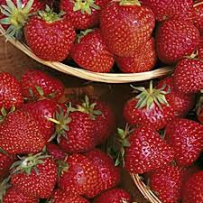 Attēlu rezultāti vaicājumam “Fragaria x ananassa fruit”