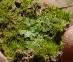 Attēlu rezultāti vaicājumam “Riccia sorocarpa macro”