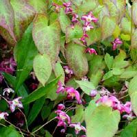 Attēlu rezultāti vaicājumam “Epimedium alpinum”