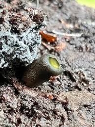 Attēlu rezultāti vaicājumam “Chlorencoelia versiformis”