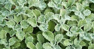 Image result for Marrubium vulgare