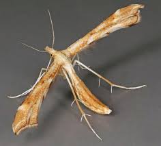 Attēlu rezultāti vaicājumam “Gillmeria pallidactyla”