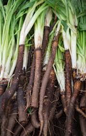 Image result for Schwarzwurzeln