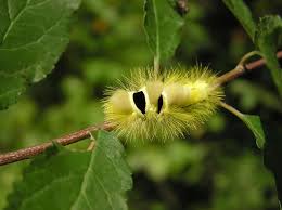 Attēlu rezultāti vaicājumam “Calliteara pudibunda larva”