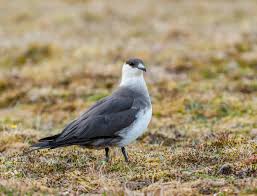 Attēlu rezultāti vaicājumam “Stercorarius parasiticus adult”