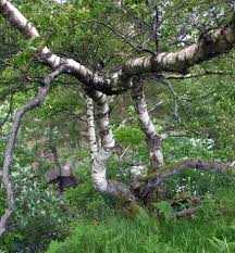 Attēlu rezultāti vaicājumam “Betula pubescens”