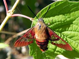 Attēlu rezultāti vaicājumam “Hemaris fuciformis”