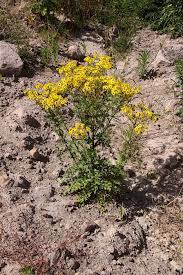 Attēlu rezultāti vaicājumam “Jacobaea vulgaris flower”