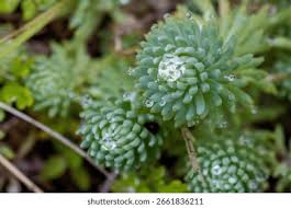 Attēlu rezultāti vaicājumam “Jovibarba globifera flower”