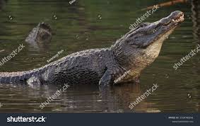 Image result for Alligator mississippiensis