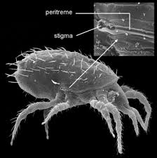 Attēlu rezultāti vaicājumam “Mesostigmata”